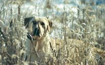 Hunting Dog Training & Breeding